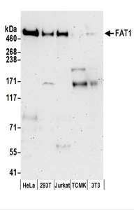 FAT1 / FAT Antibody - Detection of Human FAT1 by Western Blot. Samples: Whole cell lysate (50 ug) prepared using NETN buffer from HeLa, 293T, Jurkat, mouse TCMK-1, and mouse NIH3T3 cells. Antibodies: Affinity purified rabbit anti-FAT1 antibody used for WB at 0.1 ug/ml. Detection: Chemiluminescence with an exposure time of 3 minutes.