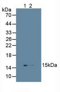 FAT10 / UBD Antibody - Western Blot; Sample: Lane1: Human Placenta Tissue; Lane2: Mouse Spleen Tissue.