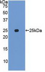 FAT10 / UBD Antibody - Western Blot; Sample: Recombinant UBD, Human.