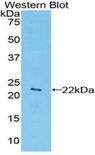 FAT10 / UBD Antibody - Western blot of recombinant FAT10 / UBD.  This image was taken for the unconjugated form of this product. Other forms have not been tested.