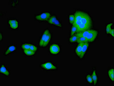 FAT10 / UBD Antibody - Immunofluorescent analysis of HepG2 cells using UBD Antibody at dilution of 1:100 and Alexa Fluor 488-congugated AffiniPure Goat Anti-Rabbit IgG(H+L)