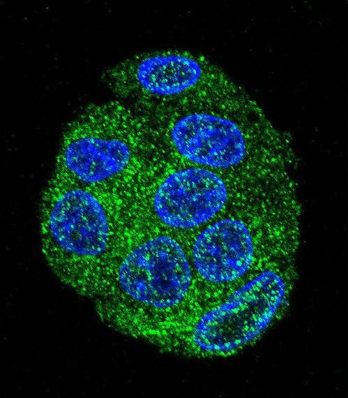 FAT10 / UBD Antibody - Confocal immunofluorescence of FAT10 Antibody with HepG2 cell followed by Alexa Fluor 488-conjugated goat anti-rabbit lgG (green). DAPI was used to stain the cell nuclear (blue).