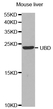 FAT10 / UBD Antibody - Western blot analysis of extracts of Mouse liver.