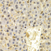 FAT10 / UBD Antibody - Immunohistochemistry of paraffin-embedded rat liver tissue.
