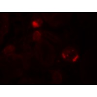 FAT10 / UBD Antibody - Immunofluorescence of UBD in human testis tissue with UBD antibody at 20 µg/ml.