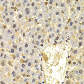 FAT10 / UBD Antibody - Immunohistochemistry of paraffin-embedded rat liver using UBD antibody at dilution of 1:200 (40x lens).