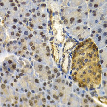 FAT10 / UBD Antibody - Immunohistochemistry of paraffin-embedded mouse pancreas using UBD antibody at dilution of 1:200 (40x lens).