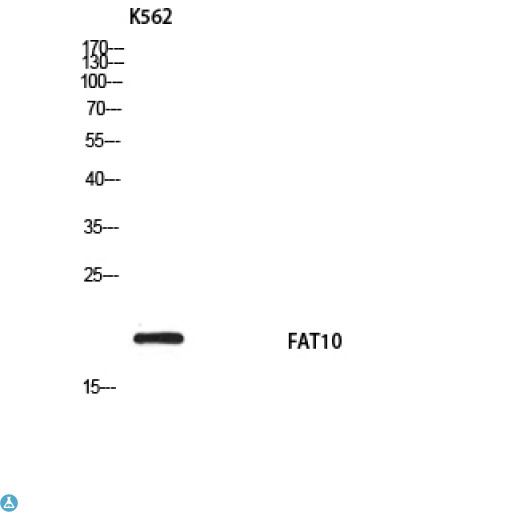 FAT10 / UBD Antibody - Western Blot (WB) analysis of K562 using FAT10 antibody.