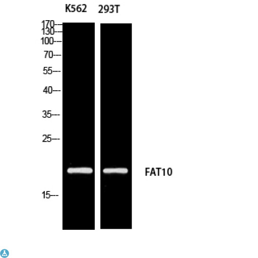 FAT10 / UBD Antibody - Western Blot (WB) analysis of K562 293T using FAT10 antibody.