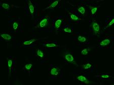 FAT10 / UBD Antibody - Immunofluorescence staining of UBD in HeLa cells. Cells were fixed with 4% PFA, permeabilzed with 0.1% Triton X-100 in PBS, blocked with 10% serum, and incubated with rabbit anti-human UBD polyclonal antibody (dilution ratio 1:1000) at 4°C overnight. Then cells were stained with the Alexa Fluor 488-conjugated Goat Anti-rabbit IgG secondary antibody (green). Positive staining was localized to Nucleus.