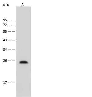 FAT10 / UBD Antibody - Anti-UBD rabbit polyclonal antibody at 1:500 dilution. Lane A: HepG2 Whole Cell Lysate. Lysates/proteins at 30 ug per lane. Secondary: Goat Anti-Rabbit IgG (H+L)/HRP at 1/10000 dilution. Developed using the ECL technique. Performed under reducing conditions. Predicted band size: 18 kDa. Observed band size: 25 kDa.