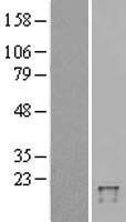 FAT10 / UBD Protein - Western validation with an anti-DDK antibody * L: Control HEK293 lysate R: Over-expression lysate