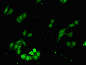 FAT3 Antibody - Immunofluorescent analysis of HepG2 cells at a dilution of 1:100 and Alexa Fluor 488-congugated AffiniPure Goat Anti-Rabbit IgG(H+L)