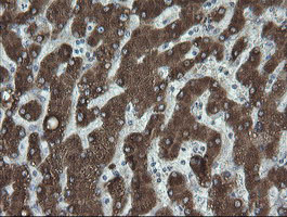 FATE1 Antibody - IHC of paraffin-embedded Human liver tissue using anti-FATE1 mouse monoclonal antibody.