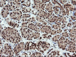 FATE1 Antibody - IHC of paraffin-embedded Human pancreas tissue using anti-FATE1 mouse monoclonal antibody.
