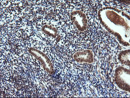 FATE1 Antibody - IHC of paraffin-embedded Human endometrium tissue using anti-FATE1 mouse monoclonal antibody.