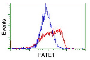 FATE1 Antibody - HEK293T cells transfected with either overexpress plasmid (Red) or empty vector control plasmid (Blue) were immunostained by anti-FATE1 antibody, and then analyzed by flow cytometry.