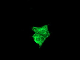 FATE1 Antibody - Anti-FATE1 mouse monoclonal antibody immunofluorescent staining of COS7 cells transiently transfected by pCMV6-ENTRY FATE1.