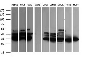 FATE1 Antibody - Western blot of extracts (35 ug) from 9 different cell lines by using anti-FATE1 monoclonal antibody (HepG2: human; HeLa: human; SVT2: mouse; A549: human; COS7: monkey; Jurkat: human; MDCK: canine; PC12: rat; MCF7: human).