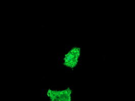 FATE1 Antibody - Anti-FATE1 mouse monoclonal antibody immunofluorescent staining of COS7 cells transiently transfected by pCMV6-ENTRY FATE1.