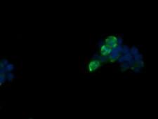 FATE1 Antibody - Anti-FATE1 mouse monoclonal antibody immunofluorescent staining of COS7 cells transiently transfected by pCMV6-ENTRY FATE1.