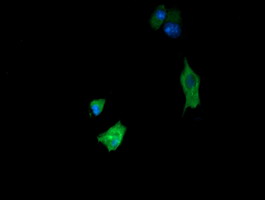 FATE1 Antibody - Anti-FATE1 mouse monoclonal antibody  immunofluorescent staining of COS7 cells transiently transfected by pCMV6-ENTRY FATE1.