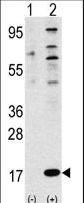 FAU / Fub1 Antibody - Western blot of FUBI Antibody polyclonal antibody(arrow). 293 cell lysates (2 ug/lane) either nontransfected (Lane 1) or transiently transfected with the FUBI gene (Lane 2) (Origene Technologies).