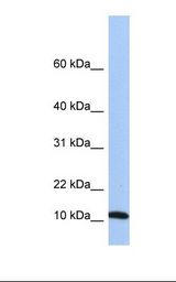 FAU / Fub1 Antibody - 721_B cell lysate. Antibody concentration: 1.0 ug/ml. Gel concentration: 10-20%.  This image was taken for the unconjugated form of this product. Other forms have not been tested.