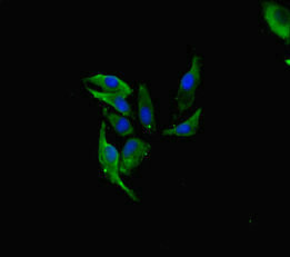 FAU / Fub1 Antibody - Immunofluorescent analysis of Hela cells diluted at 1:100 and Alexa Fluor 488-congugated AffiniPure Goat Anti-Rabbit IgG(H+L)