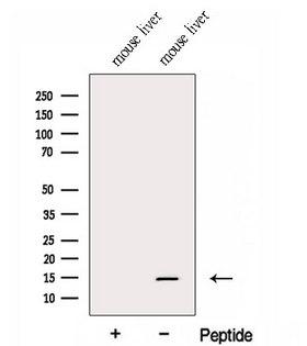 FAU / Fub1 Antibody - Western blot analysis of extracts of mouse liver tissue using FAU antibody. The lane on the left was treated with blocking peptide.