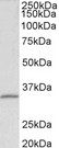 FBL / FIB / Fibrillarin Antibody - FBL antibody (0.1 ug/ml) staining of HEK293 lysate (35 ug protein in RIPA buffer). Primary incubation was 1 hour. Detected by chemiluminescence.