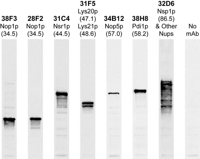 FBL / FIB / Fibrillarin Antibody - Strip blots of yeast protein extracts stained with the indicated antibodies. TargetName] antibody is first lane on the left and stains a single band at ~34kDa.