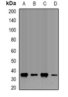 FBL / FIB / Fibrillarin Antibody - Western blot analysis of Fibrillarin expression in HeLa (A); U20S (B); COS7 (C); PC12 (D) whole cell lysates.