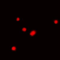FBL / FIB / Fibrillarin Antibody - Immunofluorescent analysis of Fibrillarin staining in HeLa cells. Formalin-fixed cells were permeabilized with 0.1% Triton X-100 in TBS for 5-10 minutes and blocked with 3% BSA-PBS for 30 minutes at room temperature. Cells were probed with the primary antibody in 3% BSA-PBS and incubated overnight at 4 deg C in a humidified chamber. Cells were washed with PBST and incubated with a DyLight 594-conjugated secondary antibody (red) in PBS at room temperature in the dark.