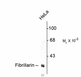FBL / FIB / Fibrillarin Antibody - Western blot of HeLa lysate showing specific immunolabeling of the ~34k fibrillarin protein.
