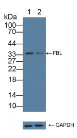 FBL / FIB / Fibrillarin Antibody - Knockout Varification: Lane 1: Wild-type K562 cell lysate; Lane 2: FBL knockout K562 cell lysate; Predicted MW: 34kd Observed MW: 34kd Primary Ab: 3µg/ml Rabbit Anti-Rat FBL Antibody Second Ab: 0.2µg/mL HRP-Linked Caprine Anti-Rabbit IgG Polyclonal Antibody