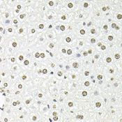 FBL / FIB / Fibrillarin Antibody - Immunohistochemistry of paraffin-embedded mouse liver using FBL antibody at dilution of 1:100 (40x lens).