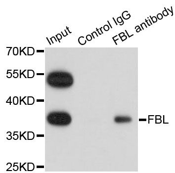 FBL / FIB / Fibrillarin Antibody - Immunoprecipitation analysis of 200ug extracts of HeLa cells using 1ug FBL antibody. Western blot was performed from the immunoprecipitate using FBL antibody at a dilition of 1:1000.