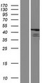 FBL8 / FBXL8 Protein - Western validation with an anti-DDK antibody * L: Control HEK293 lysate R: Over-expression lysate