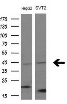 FBLIM1 / Migfilin Antibody - Western blot analysis of extracts. (10ug) from 2 different cell lines by using anti-FBLIM1 monoclonal antibody at 1:200 dilution.
