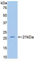 FBLN1 / Fibulin 1 Antibody - Western Blot; Sample: Recombinant FBLN1, Rat.