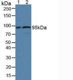FBLN1 / Fibulin 1 Antibody - Western Blot; Sample: Lane1: Rat Serum; Lane2: Human Serum.