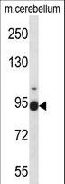 FBLN1 / Fibulin 1 Antibody - FBLN1 Antibody western blot of mouse cerebellum tissue lysates (35 ug/lane). The FBLN1 antibody detected the FBLN1 protein (arrow).