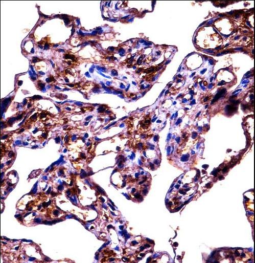 FBLN1 / Fibulin 1 Antibody - FBLN1 Antibody immunohistochemistry of formalin-fixed and paraffin-embedded human placenta tissue followed by peroxidase-conjugated secondary antibody and DAB staining.