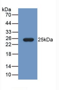 FBLN1 / Fibulin 1 Antibody - Western Blot; Sample: Recombinant FBLN1, Mouse.