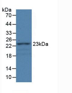 FBLN1 / Fibulin 1 Antibody - Western Blot; Sample: Recombinant FBLN1, Rat.