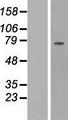FBLN1 / Fibulin 1 Protein - Western validation with an anti-DDK antibody * L: Control HEK293 lysate R: Over-expression lysate