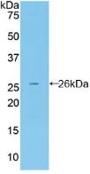 FBLN2 / Fibulin 2 Antibody - Western Blot; Sample: Recombinant FBLN2, Mouse.