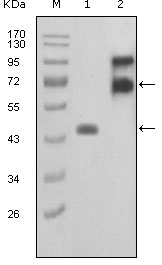 FBLN2 / Fibulin 2 Antibody - Western blot using FBLN2 mouse monoclonal antibody against truncated FBLN2-Trx recombinant protein (1) and truncated FBLN2 (aa28-444)-hIgGFc transfected COS7 cell lysate(2).