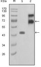 FBLN2 / Fibulin 2 Antibody - Western blot using FBLN2 mouse monoclonal antibody against truncated FBLN2-Trx recombinant protein (1) and truncated FBLN2 (aa28-444)-hIgGFc transfected COS7 cell lysate(2).